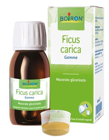 Ficus Carica MG – 60 ml Flüssig
